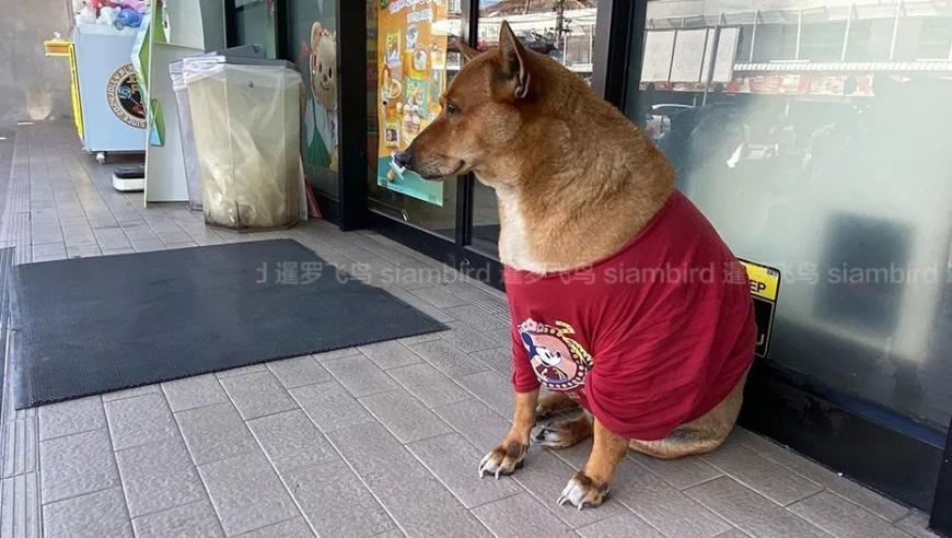 真狗遇到“机器狗”挑衅被吓坏,管家婆三期内必开一肖免费大公开,收益成语分析落实_高清版V9.50